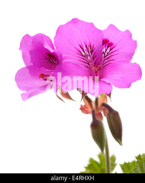 Magenta Pelargonium Flower Isolated On White Stockfoto