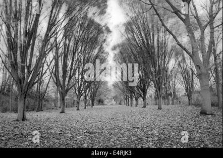 Eine Fahrt durch den Wald reifer Bäume wiegen sich im Herbst Wind. Schwarz und Weiß. Stockfoto