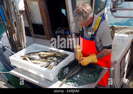 Eine dänische Fischer reinigt Aale auf seinem Schiff in der küstenfischerei Vedbaek-hafen nördlich von Kopenhagen, Dänemark. Eine zufriedenstellende täglichen Fang von Aalen aus dem Øresund (der Sound zwischen Dänemark und Schweden). Stockfoto