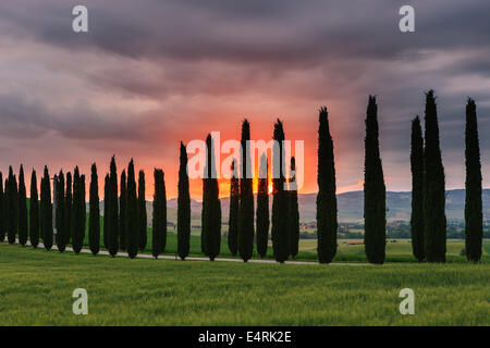 Zypressen bei Sonnenaufgang, Poggio Covili, Toskana, Italien. Stockfoto