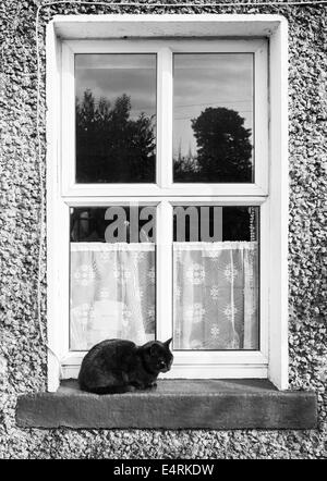 Nahaufnahme einer schwarzen Katze auf das Fenster Stockfoto