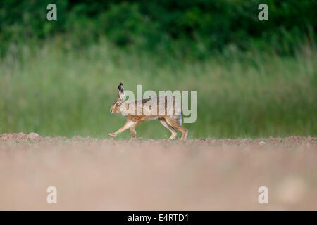 Feldhase Lepus Europaeus, einziges Säugetier ausgeführt, Warwickshire, Juni 2014 Stockfoto