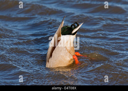 Stockente (Anas Platyrhynchos) Halteteil Einstieg in den See, unter Wasser zu ernähren Stockfoto