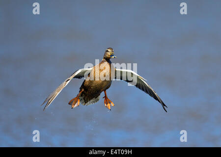 Stockente / Stockente (Anas Platyrhynchos) weiblich Landung auf dem Wasser des Sees mit Flügel Ausbreitung Stockfoto