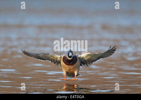 Stockente / Stockente (Anas Platyrhynchos) männlich / Drake Landung auf dem Wasser des Sees mit Flügel Ausbreitung Stockfoto