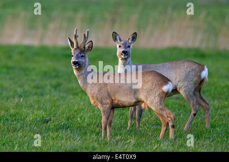 Reh (Capreolus Capreolus) Doe und Buck mit Geweih bedeckt in samt Nahrungssuche in Wiese im Frühling Stockfoto