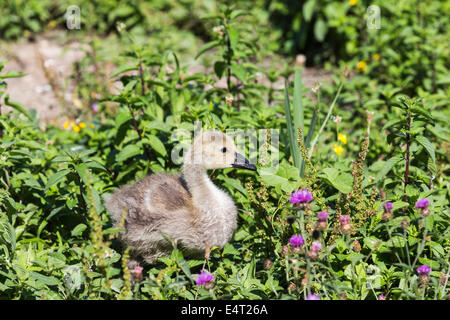 Süße flauschige Kanadagans (Branta Canadensis) Gosling bei Arundel Wildfowl und Wetlands Centre, Arundel, West Sussex, UK Stockfoto