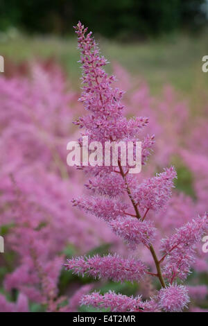 Schöne rosa Blüten des Werks Astilbe Stockfoto