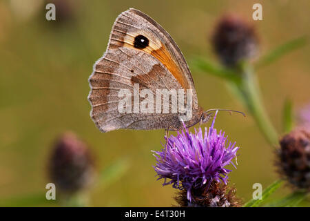 Wiese braun Schmetterling auf Flockenblume. Hurst Wiesen, West Molesey Surrey, England. Stockfoto