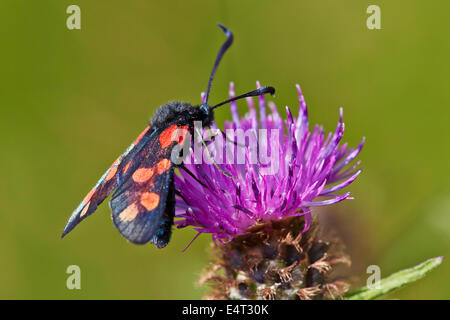 Sechs-Spot Burnet Motten auf Flockenblume. Hurst Wiesen, West Molesey Surrey, England. Stockfoto