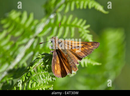 Großen Skipper Schmetterling ruht auf Bracken. Bookham Common, Surrey, England. Stockfoto