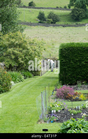 Ein Mann im Garten am Holehird Gärten im Lake District, Heimat der Lakeland Horticultural Society Stockfoto