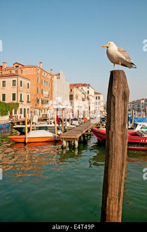 Weniger schwarz Backed Gull LARUS FUSCUS sitzen auf der Pole in der Nähe Anlegestelle gesäumt von Motorbooten am Rialto Markt Venedig Italien Venedig ich Stockfoto