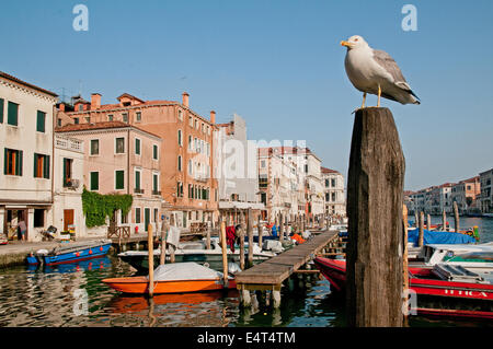 Weniger schwarz Backed Gull LARUS FUSCUS sitzen auf der Pole in der Nähe Anlegestelle gesäumt von Motorbooten am Rialto Markt Venedig Italien Venedig ich Stockfoto