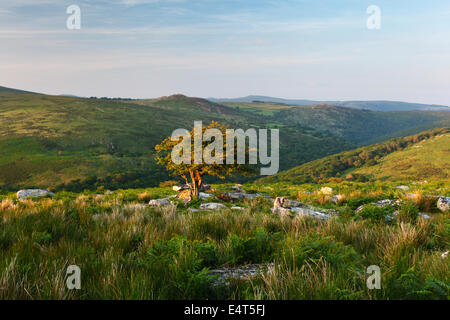 Einsamer Weißdorn Baum am Combestone Tor mit Blick auf die Dart-Tal. Dartmoor-Nationalpark. Devon. VEREINIGTES KÖNIGREICH. Stockfoto