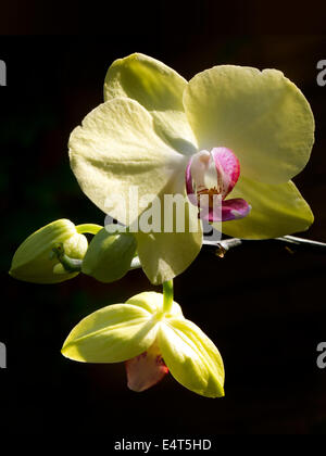 Orchideen Phalaenopsis Gelb mit Knospe Stockfoto