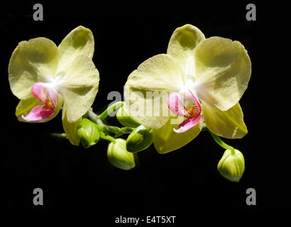 Orchideen Phalaenopsis Gelb mit Knospe Stockfoto