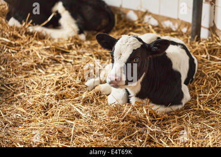 Porträt von Kalb liegend im Stroh auf dem Bauernhof Stockfoto