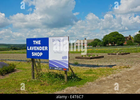 Die Lavendelfelder, Hartley Park Farm, Alton, Hampshire, England UK Stockfoto