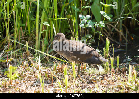 Juvenile Teichhühner (Gallinula Chloropus) stehen im Schilf bei Arundel Wildfowl und Feuchtgebiete Trust, West Sussex, UK Stockfoto