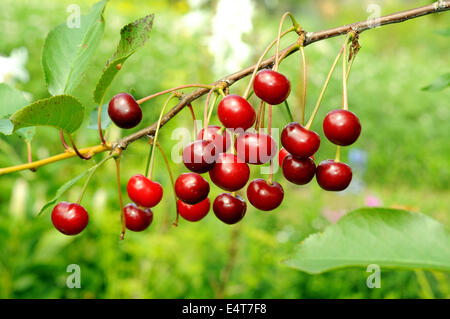 Zweig der reifen Kirschen. Viele helle Beeren. Stockfoto