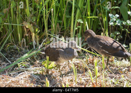 Zwei Jugendliche gemeinsame Sumpfhühner (Gallinula Chloropus) stehen im Schilf bei Arundel Wildfowl und Feuchtgebiete Trust, West Sussex, UK Stockfoto