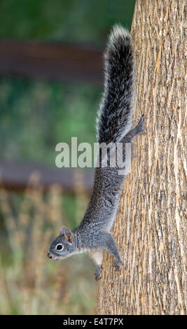 Arizona graue Eichhörnchen Sciurus Arizonensis Madera Canyon, Santa Rita Mountains, Arizona, USA 11 Juli Erwachsenen Stockfoto