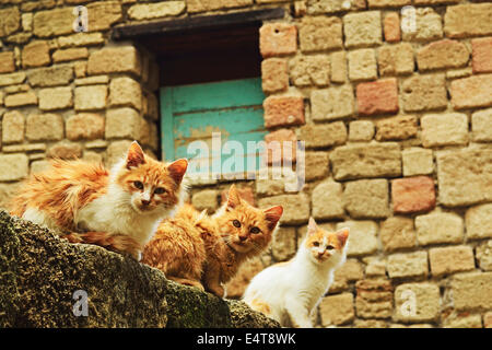 Porträt von streunenden Katzen, Rhodos Stadt, Rhodos, Dodekanes, Ägäis, Griechenland, Europa Stockfoto