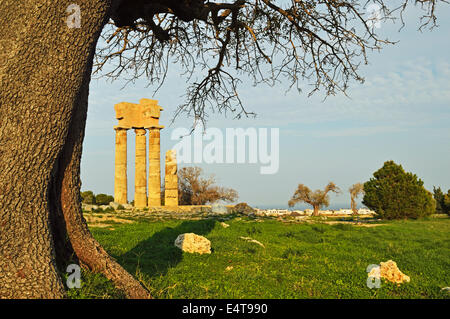 Ruinen des Apollo-Tempels auf der Akropolis von Rhodos, Rhodos Stadt, Rhodos, Dodekanes, Ägäische See, Griechenland, Europa Stockfoto