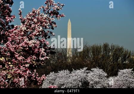 Washington, DC: The Washington Monument mit Magnolia Blumen (links) und japanischen Kirschbäume in Blüte Stockfoto