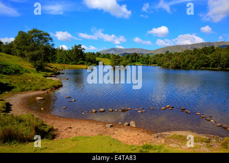 Tarn Hows Lake District National Park England Großbritannien zwischen Coniston Water und Windermere an einem schönen sonnigen Sommertag beliebt Stockfoto