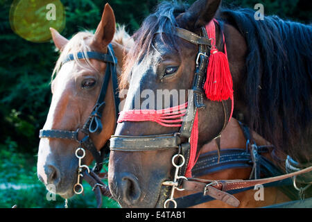 Rumänische Pferde Stockfoto