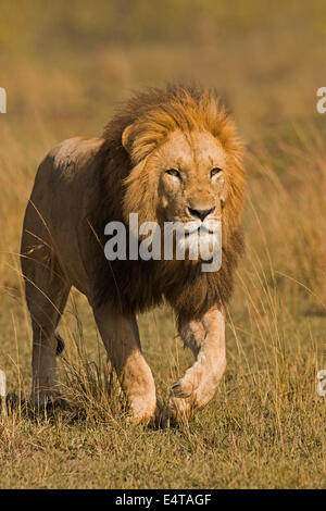 Männliche Löwen (Panthera Leo) Stalking, Masai Mara National Reserve, Kenia Stockfoto