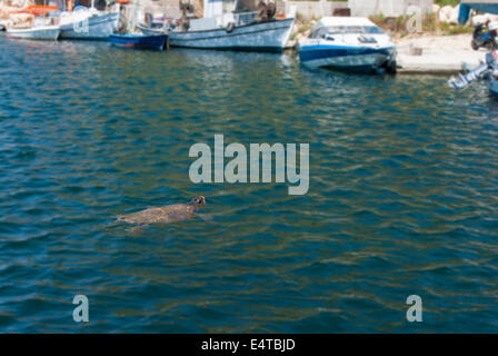 Eine junge grüne Schildkröte kommt zum Wasser in einen kleinen Hafen, einen Atem zu nehmen. Griechenland Stockfoto