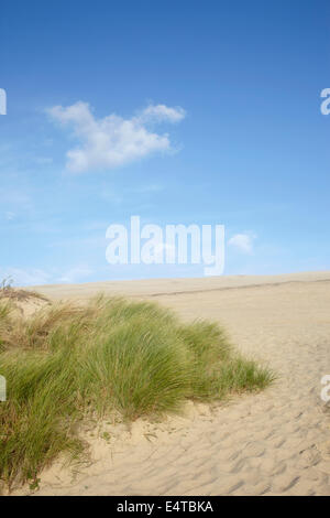 Rasen Sie auf Sand Dune, Dune du Pilat, Arcachon, Frankreich Stockfoto