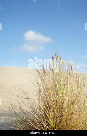 Rasen Sie auf Sand Dune, Dune du Pilat, Arcachon, Frankreich Stockfoto