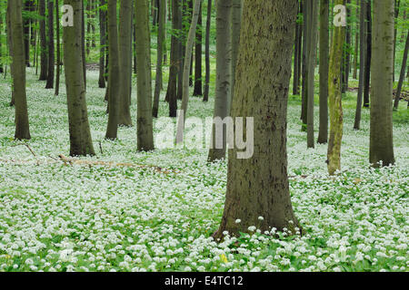 Bärlauch (Allium Ursinum) in Buche (Fagus Sylvatica) Wald im Frühjahr, Nationalpark Hainich, Thüringen, Deutschland Stockfoto