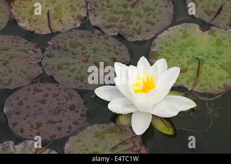 Weiße Seerose (Nymphaea Alba), Meran, Südtirol, Trentino-Alto Adige, Italien Stockfoto