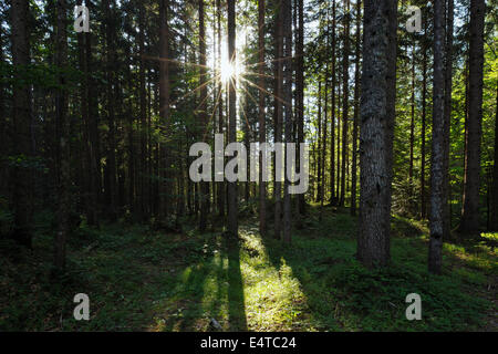 Sonne durch die Bäume im Wald, Auronzo, Provinz Belluno, Region Venetien, Dolomiten, Italien Stockfoto