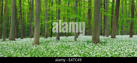 Bärlauch (Allium Ursinum) in Buche (Fagus Sylvatica) Wald im Frühjahr, Nationalpark Hainich, Thüringen, Deutschland Stockfoto