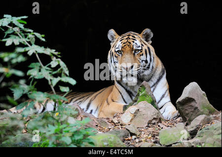 Porträt der sibirische Tiger (Panthera Tigris Altaica) in Zoo, Nürnberg, Bayern, Deutschland Stockfoto