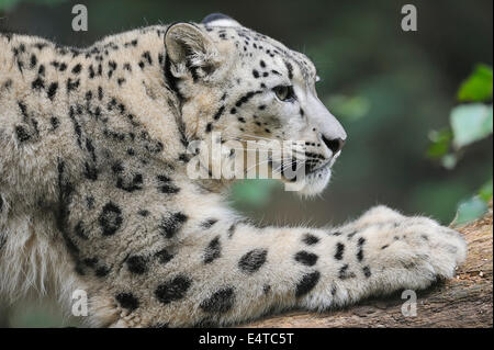 Porträt von Snow Leopard (Panthera Unica) im Zoo, Nürnberg, Bayern, Deutschland Stockfoto