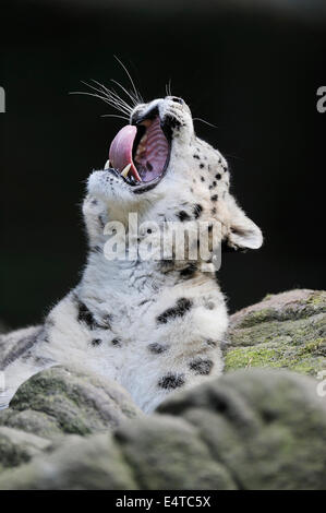 Porträt von Snow Leopard (Panthera Unica) Gähnen im Zoo, Nürnberg, Bayern, Deutschland Stockfoto