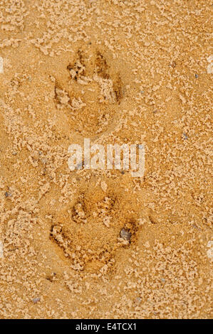 Nahaufnahme von Pfotenabdrücken in Sand, Oberpfalz, Bayern, Deutschland Stockfoto