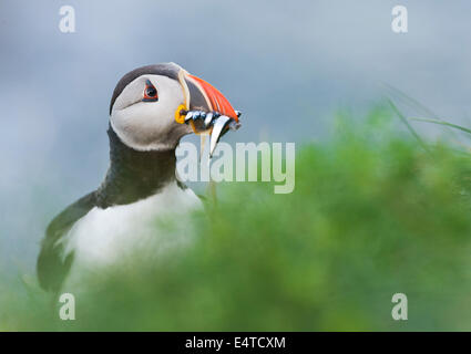 Papageitaucher (Fratercula Arctica) mit Sandaalen im Schnabel. Stockfoto