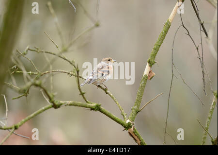 Nahaufnahme von einem gemeinsamen Buchfinken (Fringilla Coelebs) auf einem kleinen Ast Stockfoto