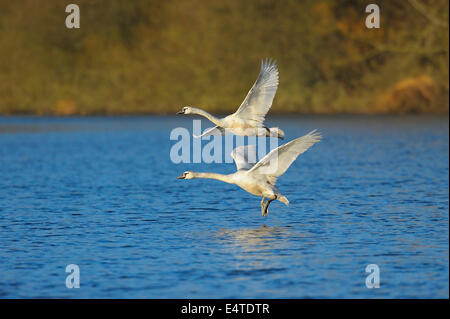 Höckerschwäne (Cygnus Olor) fliegen über See, Hessen, Deutschland Stockfoto