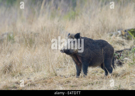 Weibliches Wildschwein (Sus Scrofa), Spessart, Bayern, Deutschland Stockfoto