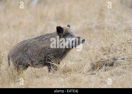 Wildschwein (Sus Scrofa), Spessart, Bayern, Deutschland Stockfoto