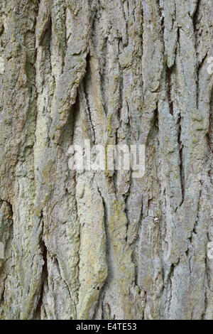 Nahaufnahme der gemeinsamen Eiche Rinde, Hessen, Deutschland Stockfoto